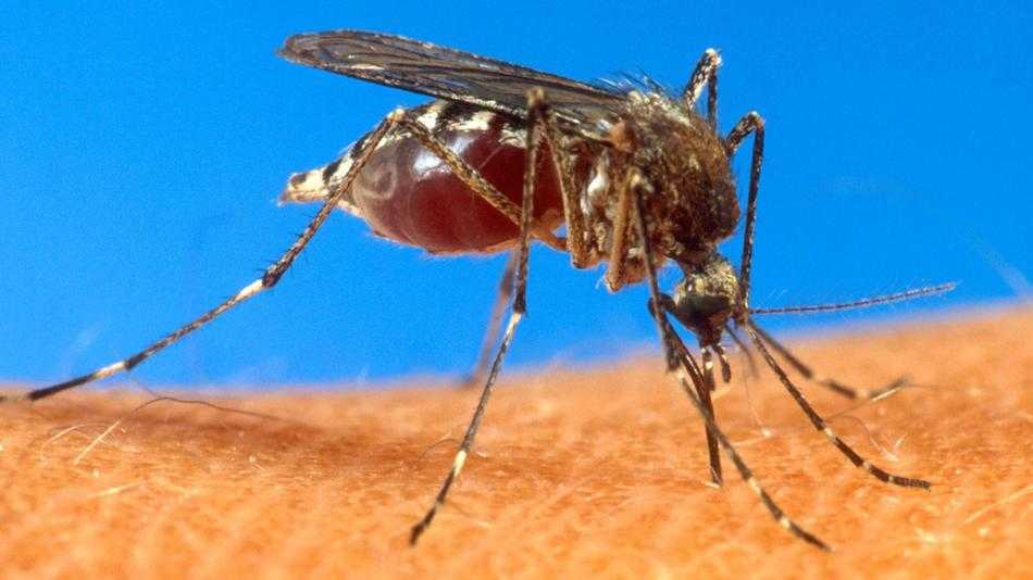 Well Being Officers To Find Mosquitos With West Nile Virus